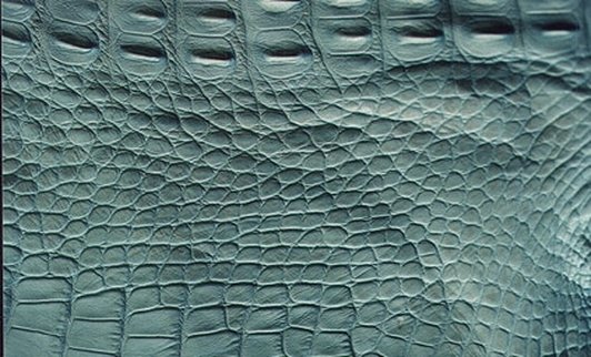 Alligator Flank Pattern