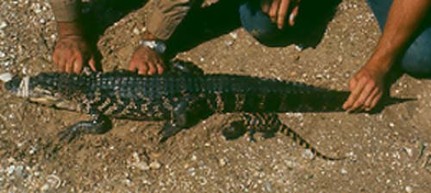 Louisiana Farm and Wild Alligators