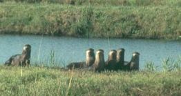 Louisiana Otters