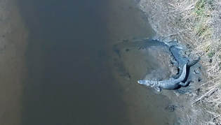 Male alligator